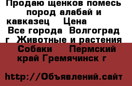 Продаю щенков помесь пород алабай и кавказец. › Цена ­ 1 500 - Все города, Волгоград г. Животные и растения » Собаки   . Пермский край,Гремячинск г.